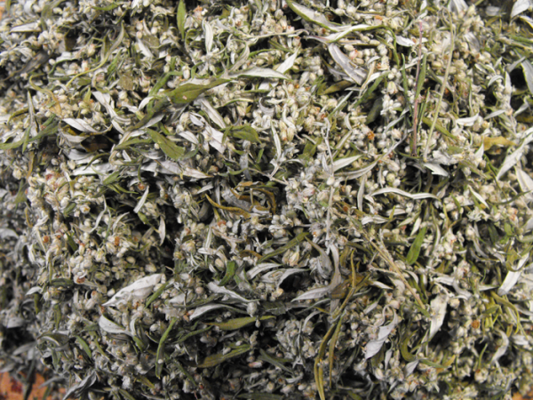 Item: #213 - Artemisia vulgaris - Image 2