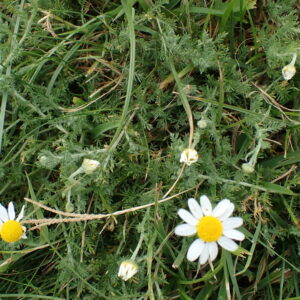 Item: #007 - Anthemis nobilis (Syn. Chamaemelum nobile)
