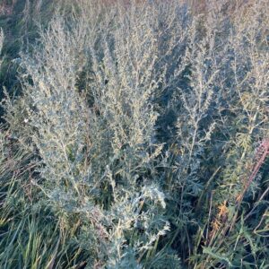 Item: #009 - Artemisia absinthium
