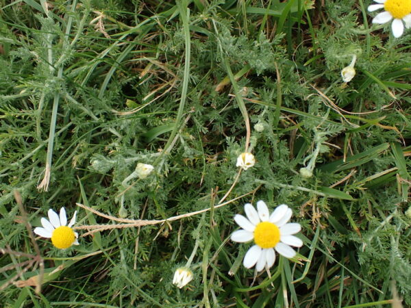 Item: #007 - Anthemis nobilis (Syn. Chamaemelum nobile)