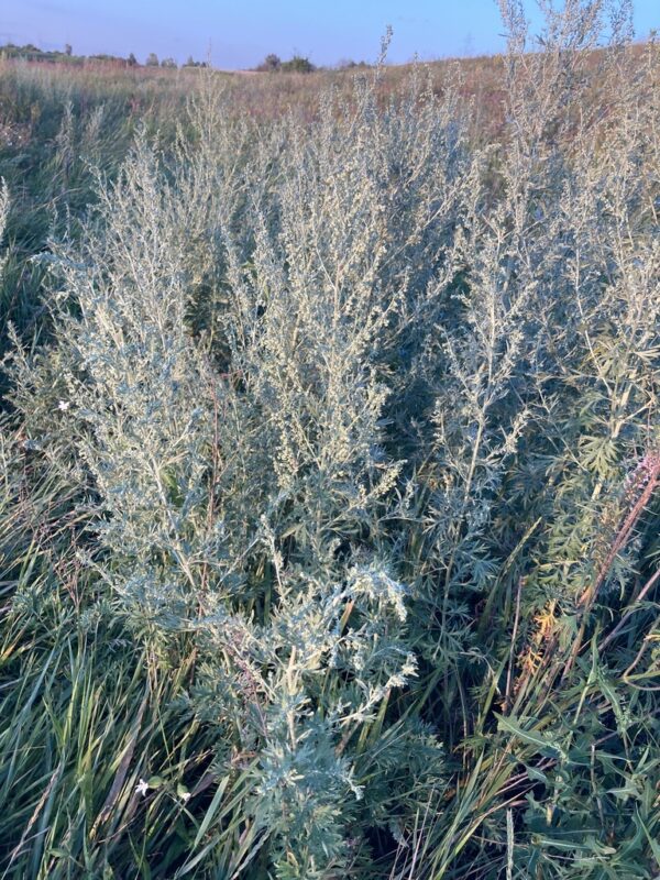 Item: #009 - Artemisia absinthium