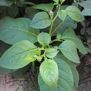 Item: #014-  Atropa belladonna