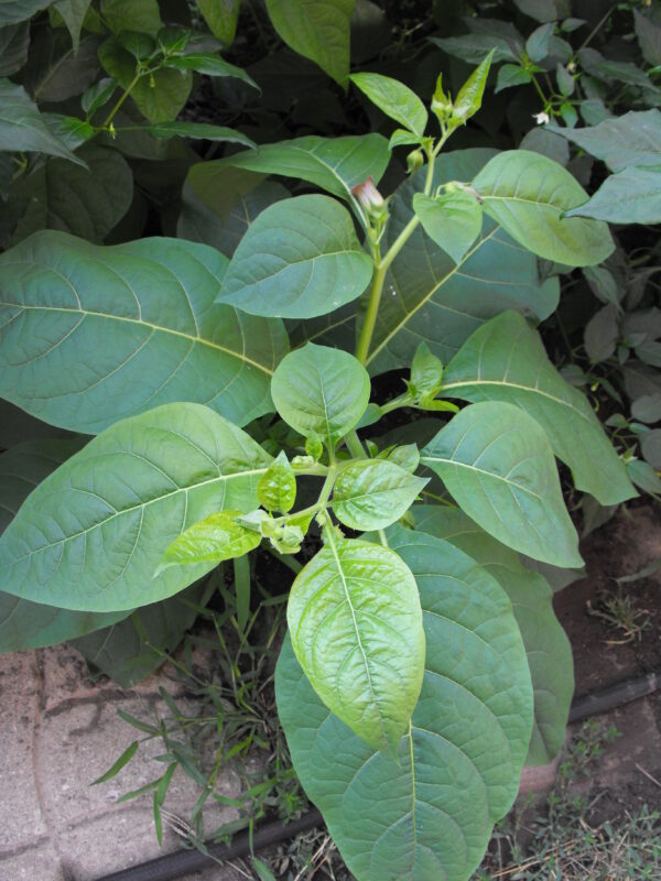 Item: #014-  Atropa belladonna