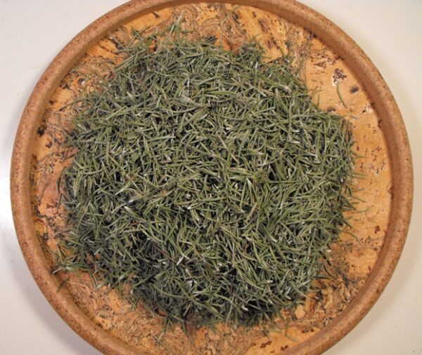 Item: #286-  Rosmarinus Officinalis
