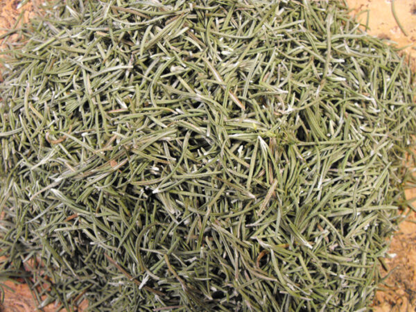 Item: #286-  Rosmarinus Officinalis – Image 2