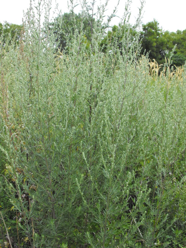 Item: #010-  Artemisia vulgaris - Image 2