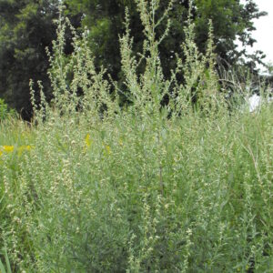 Item: #010-  Artemisia vulgaris