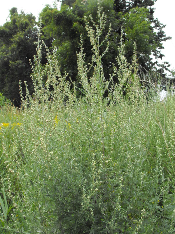 Item: #010-  Artemisia vulgaris