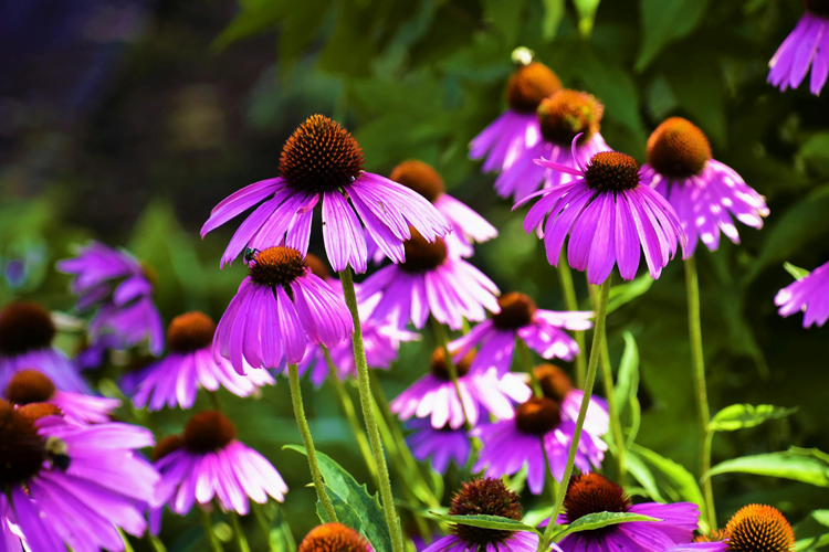 Echinacea purpurea Item: #031(c)- Echinacea purpurea