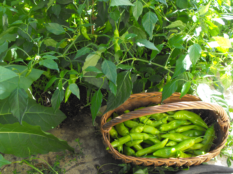botanics 014 Item: #018(b)- Capsicum annuum
