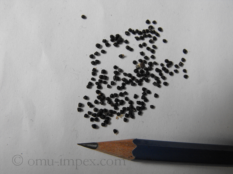 Item: #170-  Solisia pectinata / Mammillaria pectinifera