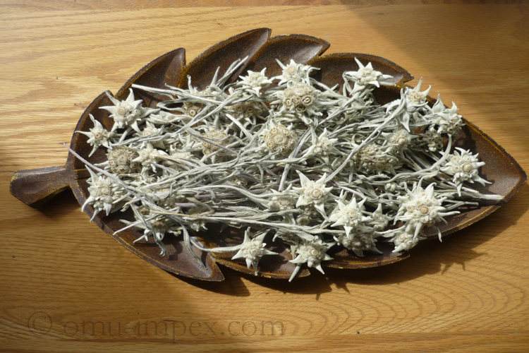 Leontopodium nivale Item: #252- Leontopodium nivale ‘Alpinum’